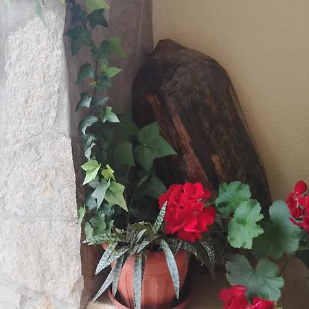 בית הארחה свила