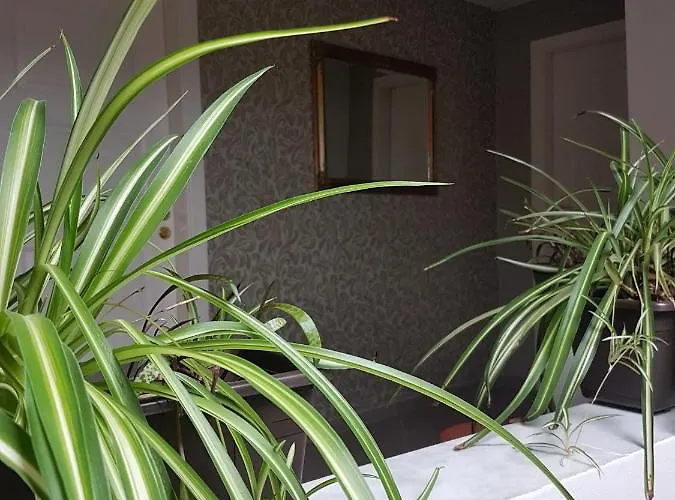 свила Созополь