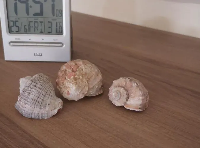 свила 3* Созополь